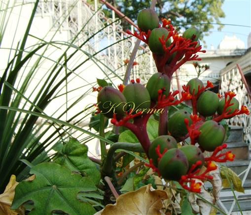  Inflorescence with capsules